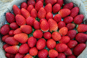 Detail of a harvesting basket full of strawberries. Fresh red fruits on rustic wicker, ready to...