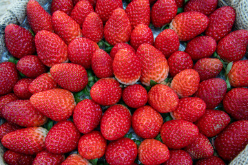 Detail of a harvesting basket full of strawberries. Fresh red fruits on rustic wicker, ready to...