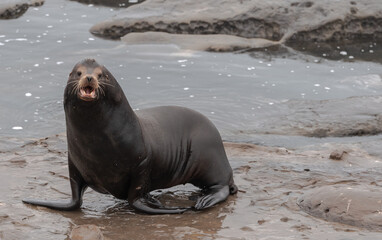 Adult Sea Lion Close up