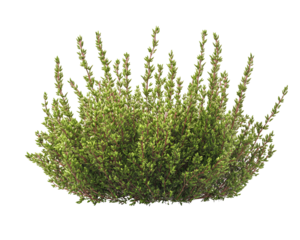 weed isolated png