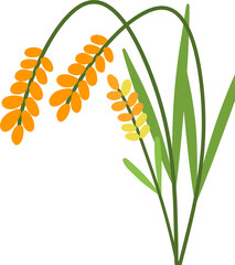 노랗게 익은 벼