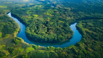 Meandering River Through a Pristine Green Rainforest from Above