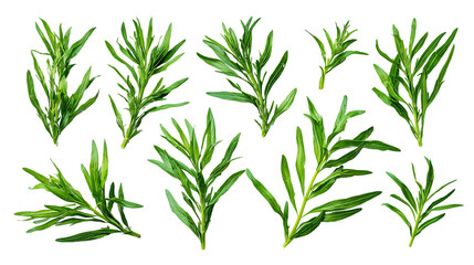 Obraz premium Collection of fresh tarragon sprigs, isolated on black background.