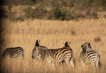 Herd of Zebras grazing in the long grass