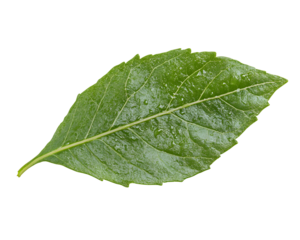 weed leaf isolated png