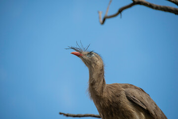 Detail of the seriema bird, typical of the Brazilian savannah, it stands out for its long legs,...