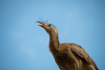 Detail of the seriema bird, typical of the Brazilian savannah, it stands out for its long legs,...