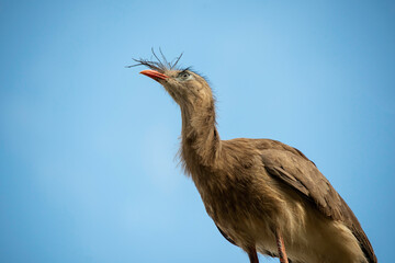 Detail of the seriema bird, typical of the Brazilian savannah, it stands out for its long legs,...
