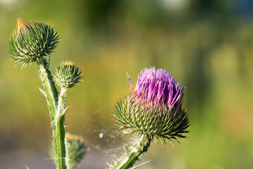 cotton thistle, 
Onopordum acanthium flower closeup selective focus