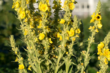 common mullein, Verbascum thapsus yellow flowers closeup selective focus