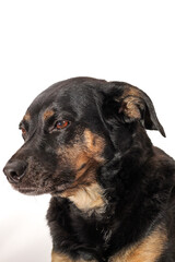 Obraz premium Black and Brown Dog Portrait Isolated on White Background