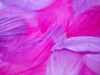 Pink purple background pattern with colored bird feathers