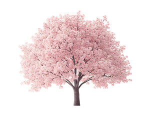 Obraz premium sakura isolated png