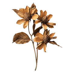 Dried flower with dried leaves - Ready to use Premium Cutout Isolated image [Transparent Background PNG].