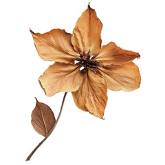 Dried flower with dried leaves - Ready to use Premium Cutout Isolated image [Transparent Background PNG].