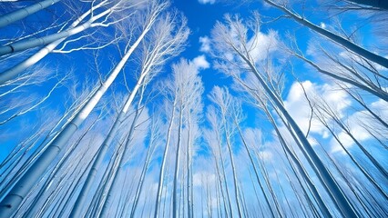 Upward View of Tall Winter Trees Against Bright Blue Sky and Clouds