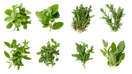 Set of Fresh Herbs and Spices Collection Isolated on White Background

