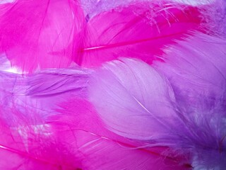 Pastel pink and purple dyed bird feathers close up