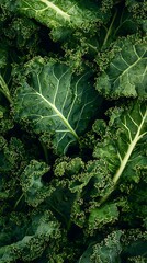 Closeup shot of vibrant curly kale leaves showing detailed texture and rich green color