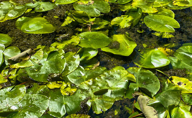 A serene and tranquil pond scene filled with beautiful lush water lilies gracefully floating on the surface