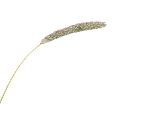Field meadow foxtail grass, spike flower head, isolated on white, Alopecurus pratensis
