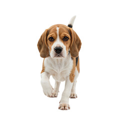 Cute beagle puppy walks towards the viewer against a clean transparent background, showcasing its brown and white fur.