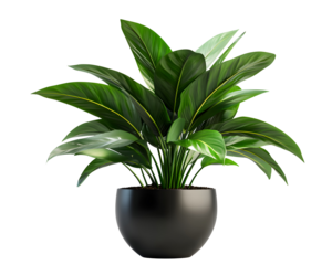 plant isolated png