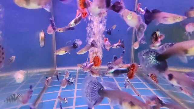 A group of guppy fish 