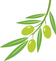 Vector Close-Up of Olive Branch with Light Green Leaves and Plump Green Olives on White Background