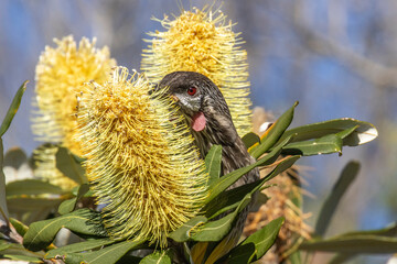 Australian Red Wattle Bird feeding on Coast banksia flower