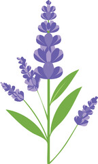 Vector Lavender Sprig Illustration with Geometric Purple Flowers and Green Leaves on White Background