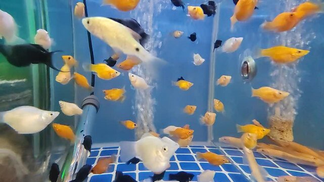 A group of Sailfin molly ballon fish 