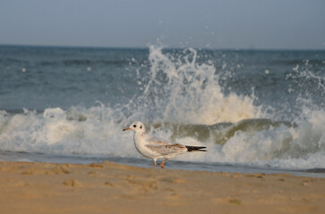 Single seagull walking near the sea with the waves hitting the shore. Nature, seashore landscape, sea seagull, waves , wildlife , trip to the sea, vacation near the sea.