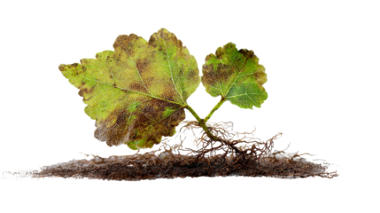 A struggling plant shows resilience despite environmental stress. transparent background