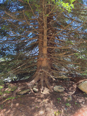 tree in the forest