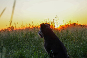 A dog sits in tall grass, watching a vibrant sunset that illuminates the horizon with orange hues....