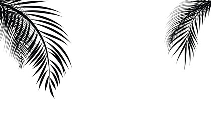 Palm tree leaf abstract background. palm tree leaves pattern on white background. natural background. palm leaf silhouette