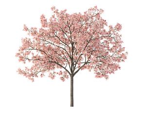 Obraz premium cherry blossom isolated png