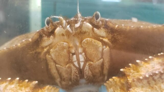 A swimming crab in water tank 