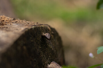 A small shelf fungus grows on the side of a decaying tree stump in a forest. A beautiful macro...