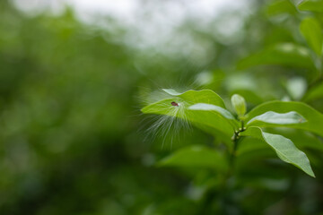 A single, delicate airborne seed with white fluff (pappus) lands on a green leaf. A beautiful macro...