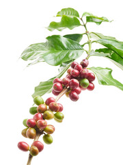 Red coffee beans on a branch of coffea tree with leaves, ripe and unripe coffee beans isolated on white background with clipping path