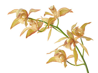 Cymbidium tracyanum orchid plant, Tracy's cymbidium, Large yellow orchid, isolated on white...