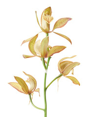 Cymbidium tracyanum orchid plant, Tracy's cymbidium, Large yellow orchid, isolated on white...