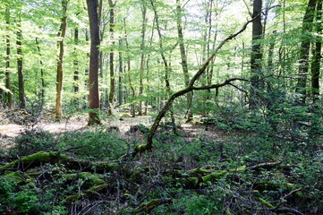 Landscape in Spring in the Forest Hasbruch, Lower Saxony