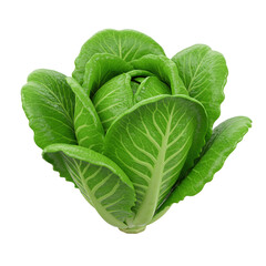 A vibrant, fresh head of green butter lettuce, isolated on a white background.