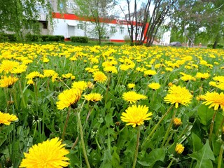 field of dandelions