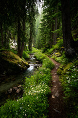 Fototapeta premium Enchanted Mountain Trail: A Serene Journey through Lush Forests and Crystal Streams