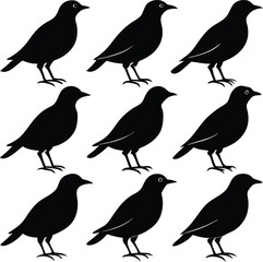 Nine Black Birds Silhouette Illustration Graphic Image Vector Art Birdwatching Wildlife Nature