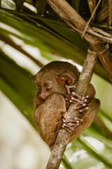 Vertical image of a very cute tarsier animal holding a branch and is covered by a big green leaf outdoor at daytime in the forest of Bohol island in the Philippines in Asia.